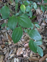 Smilax hayatae