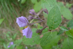 Solanum silvestre
