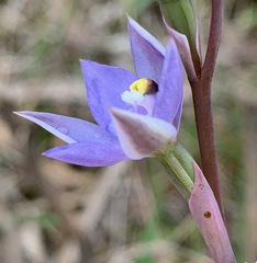 Thelymitra arenaria