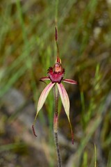 Caladenia lowanensis