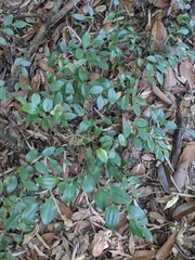 Smilax hayatae