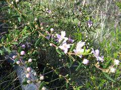 Boronia glabra