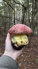 Butyriboletus