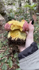 Butyriboletus
