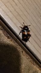 Nicrophorus orbicollis
