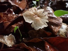 Collybiopsis neotropica