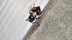 Nicrophorus orbicollis
