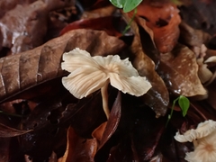 Collybiopsis neotropica