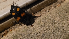 Nicrophorus orbicollis