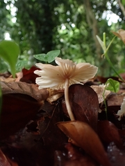Collybiopsis neotropica