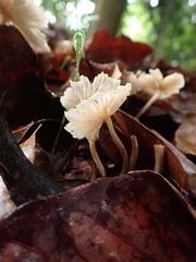 Collybiopsis neotropica