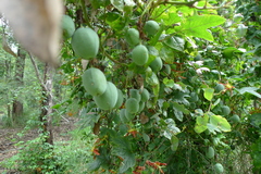 Passiflora cinnabarina