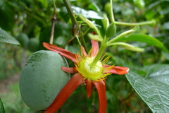 Passiflora cinnabarina