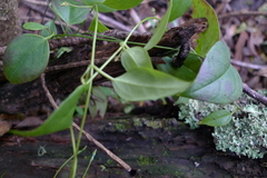 Vincetoxicum barbatum