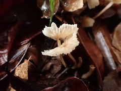 Collybiopsis neotropica