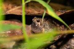 Occidozyga martensii