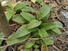 Plantago
