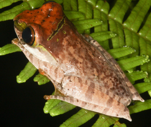 Boophis madagascariensis