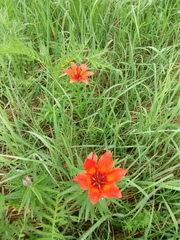 Lilium pensylvanicum