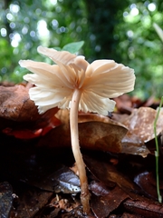 Collybiopsis neotropica