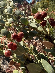 Arctostaphylos pringlei drupacea