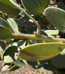Arctostaphylos pringlei drupacea