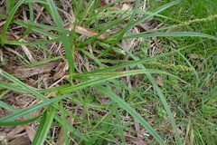Carex incomitata