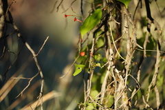 Ipomoea hederifolia