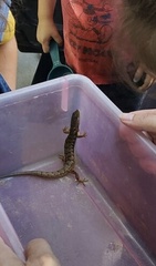 Elgaria multicarinata webbii