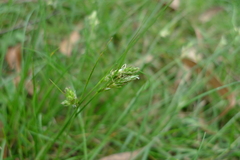 Carex inversa