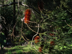 Banksia ericifolia