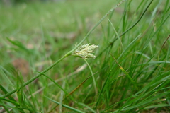 Carex inversa
