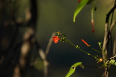 Ipomoea hederifolia