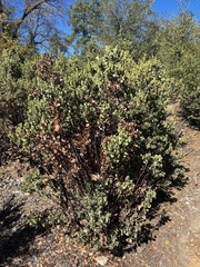 Arctostaphylos pringlei drupacea