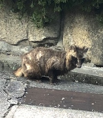 Nyctereutes viverrinus