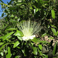 Capparis mitchellii