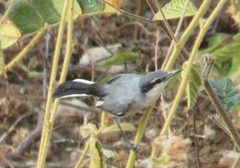 Polioptila plumbea