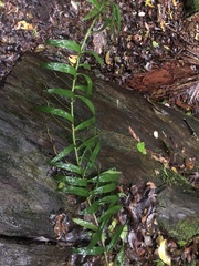 Freycinetia scandens