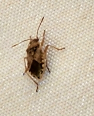 Arhyssus