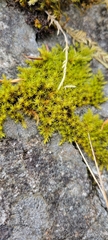 Didymodon