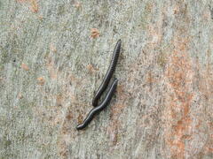 Ommatoiulus moreleti