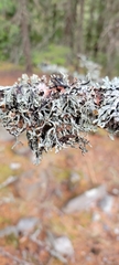 Hypogymnia imshaugii