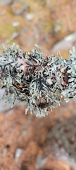 Hypogymnia imshaugii