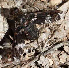 Exoprosopa dorcadion