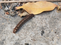 Spodoptera litura