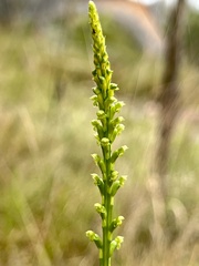 Microtis parviflora