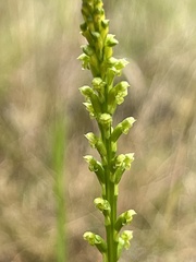 Microtis parviflora