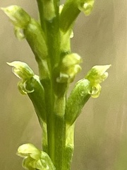 Microtis parviflora