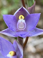 Thelymitra arenaria