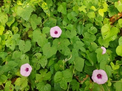 Ipomoea trifida